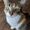 mewmew_9